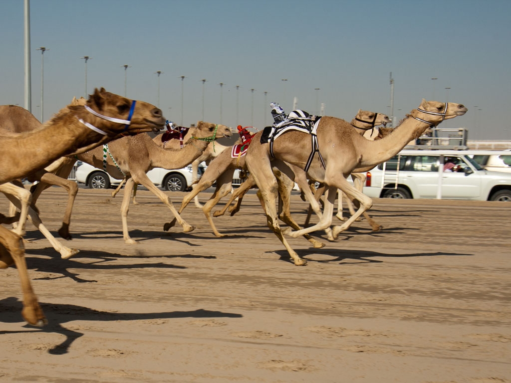 Camel Racing In Qatar