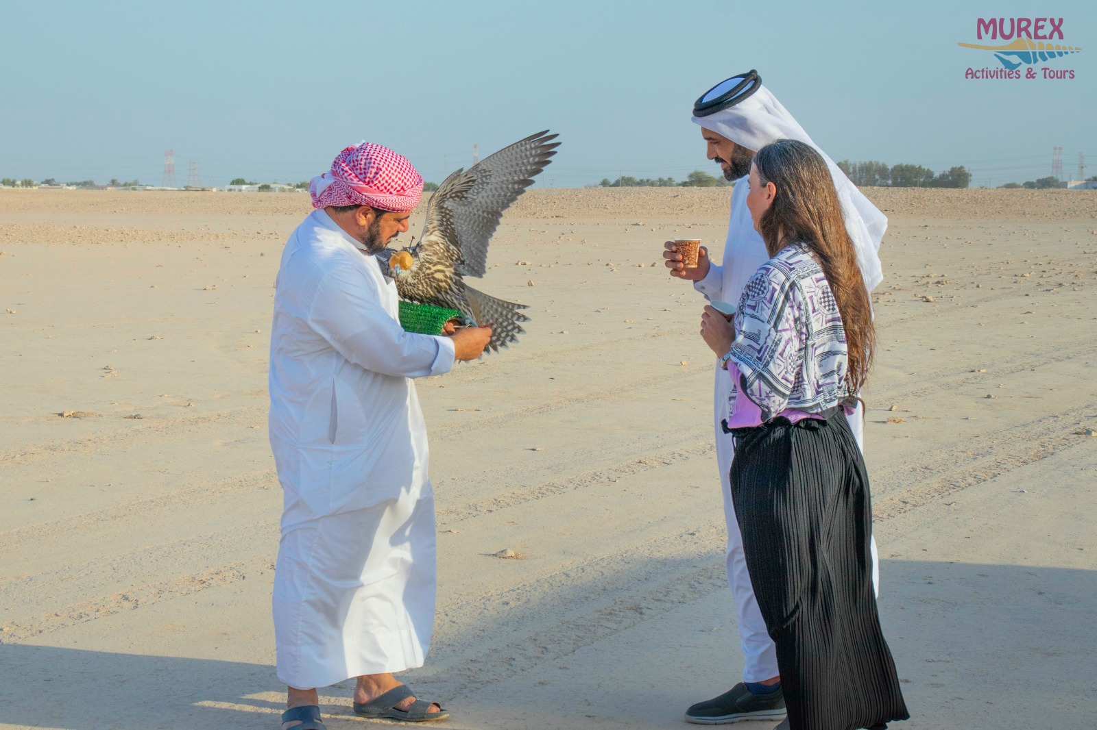 Falcon Experience in the Desert, learn about falcons